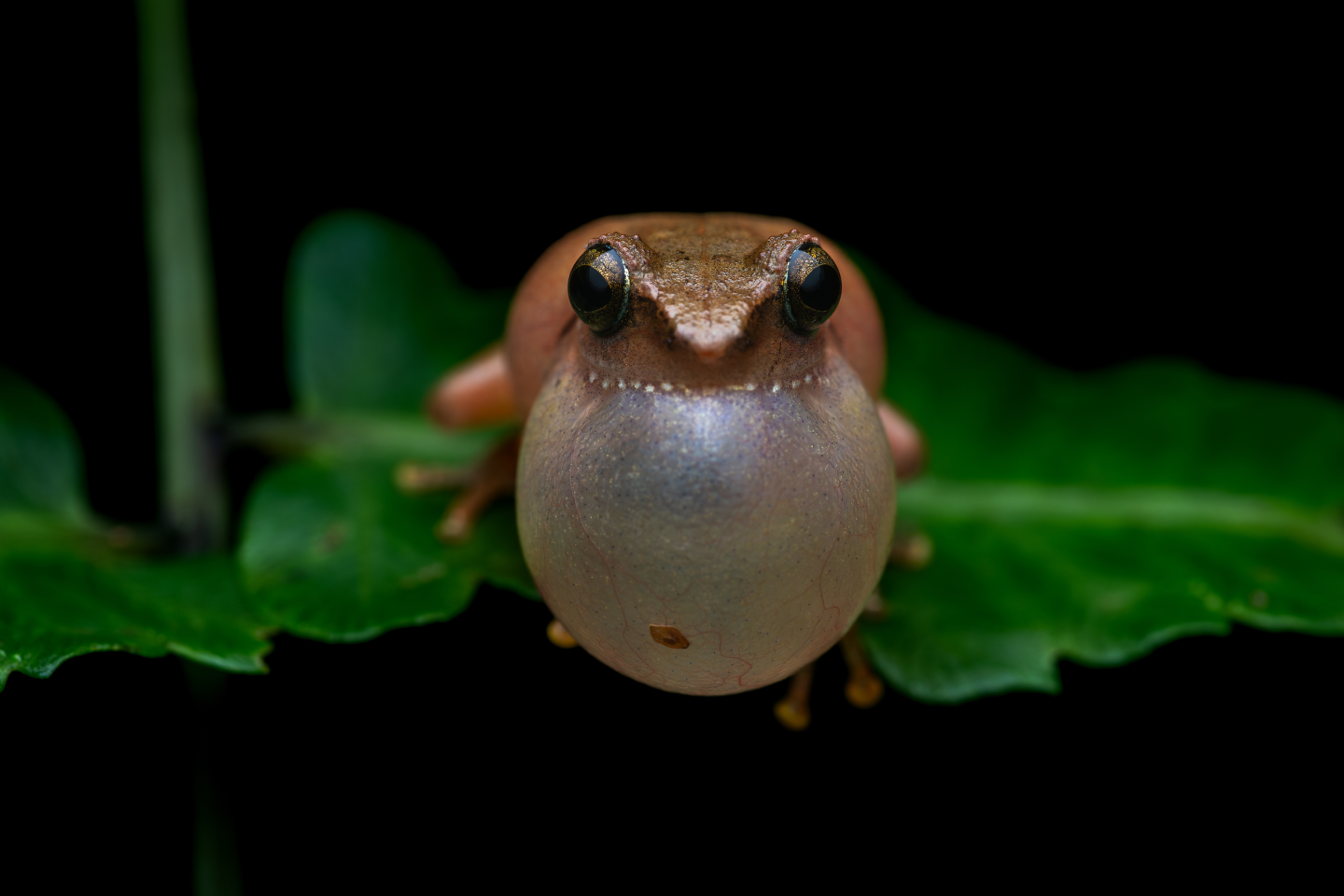 Wayanad, Kerala, India